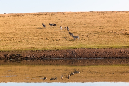 Wildlife water hole mirror reflections of zebras on hillside の写真素材