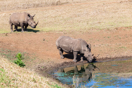 Wildlife animals two rhinos drinking water in morning lightの写真素材
