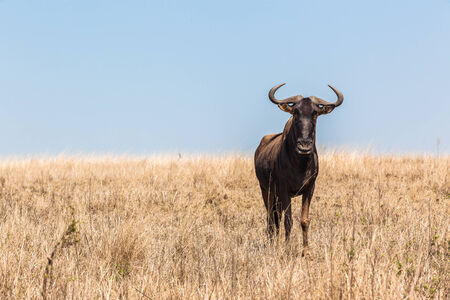 Bull Wildlife Animal Blue-Wildebeest on morning dry terrain landscapeの写真素材