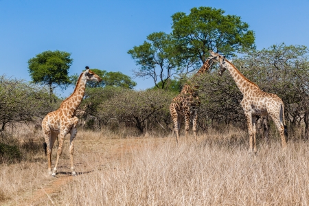 Wildlife animals giraffe herd eating from trees in park reserve landscapes の写真素材