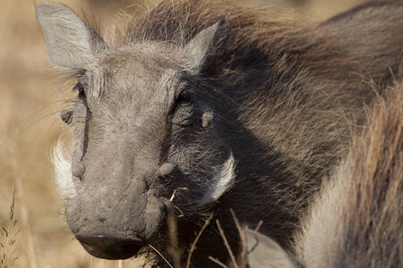 Warthog Animal Wildlife Detailsの写真素材