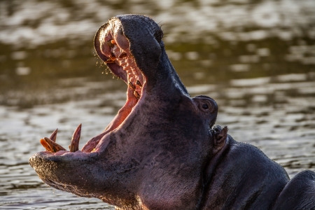 Hippopotamus open mouth yawn in watersの写真素材