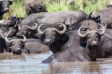 Wildlife animals buffalos cooling off at midday in water holeの写真素材