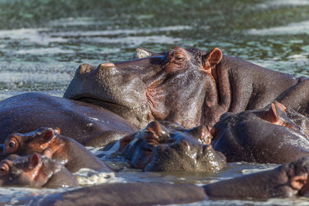 Close up of hippopotamus bulls in waterの写真素材