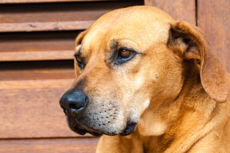 Dog sitting outdoorsの写真素材