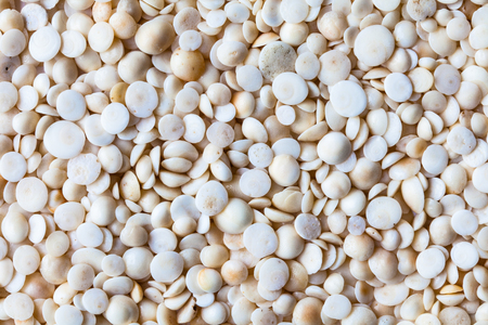 Cream white sea beach shells hundreds close detail framing of natureの写真素材