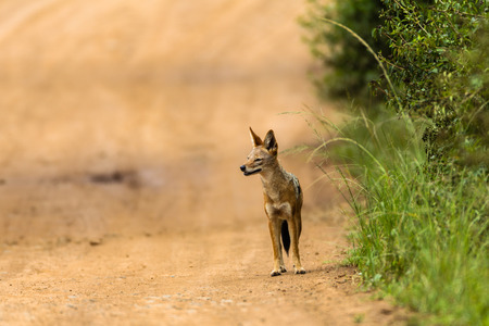 Jackal a black-backed wildlife animal on the dirt road moving and  hunting in wildlife reserve の写真素材