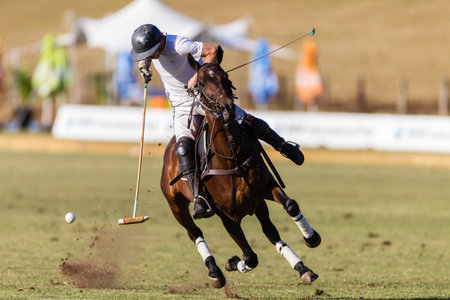 Equestrian Polo pony player stops pony mid air plays hits ball at goals at speedのeditorial素材