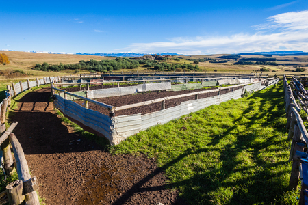 Inside Cattle herding corral pen fencing for animals inoculations or washing or transport countingの写真素材