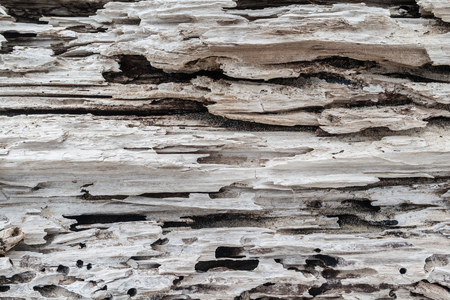 Rotting Tree log decays in natures weather with textures, grooves and shapes on beach sandsの写真素材