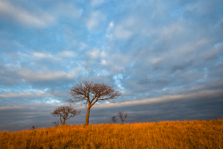 Morning color reflections on trees and grass in wild rural countryside enviromentの写真素材