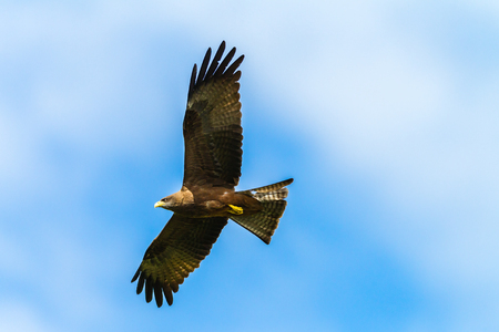 Large kite eagle bird swoops through the blue sky hunting for food with speed assist from winds and...
