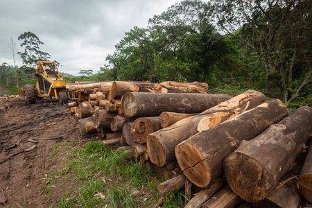 Trees large old mature rural countryside gum trees cut down by chainsaws and stacked for wood processing at mills  Industrial economy expansion into countryside landscape の写真素材