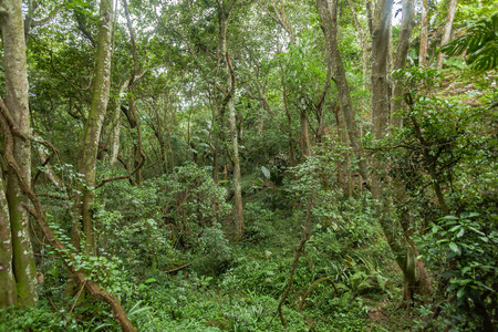 Thick dense vegetation creepers ivy trees in rural terrain nature valleyの写真素材