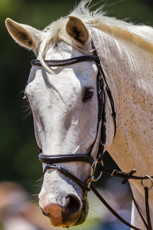 White Grey horse pony portrait with bridlesの写真素材