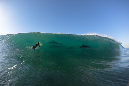 Ocean Dolphins Encounter  surfer face to face surfing wave swell before crashing onto shallow reef の写真素材