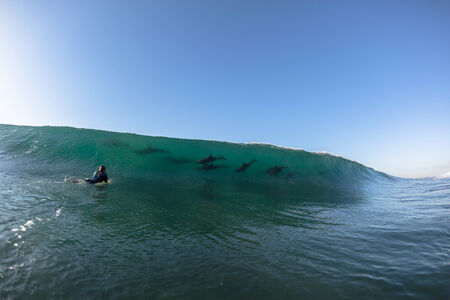 Ocean Dolphins Encounter  surfer face to face surfing wave swell before crashing onto shallow reef の写真素材