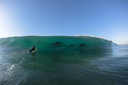 Ocean Dolphins Encounter  surfer face to face surfing wave swell before crashing onto shallow reef の写真素材