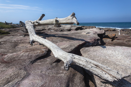 Large Tree storm floods waves ocean washed onto rocky landscape, power of Nature の写真素材
