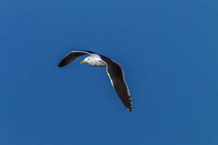 Bird Seagull flying in blue skyの写真素材