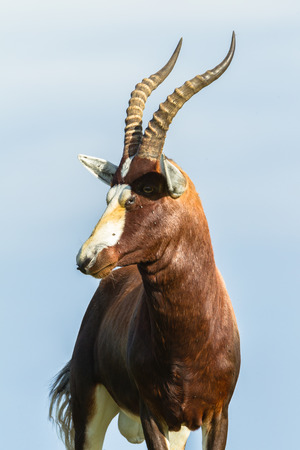 Wildlife animal Cape Blesbok buck late afternoon on waterhole grass bankの写真素材