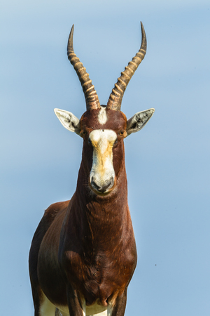 Wildlife animal Cape Blesbok buck late afternoon on waterhole grass bankの写真素材
