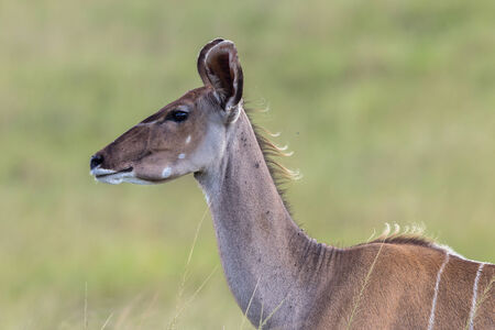Buck Wildlife Safariの写真素材