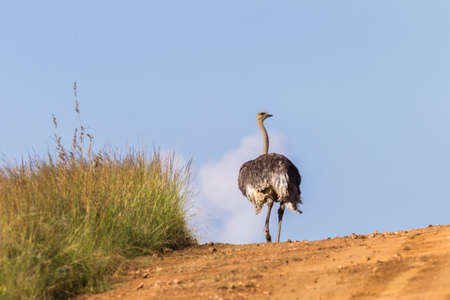 Ostrich Dirt Roadの写真素材