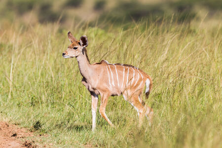 Buck kudu calf in wildlife nature outdoor safari reserve park in Africaの写真素材