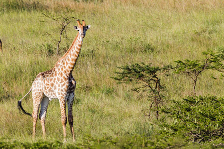 Giraffe in nature outdoor safari reserve park in Africaの写真素材