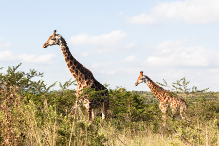 Giraffe in nature outdoor safari reserve park in Africaの写真素材