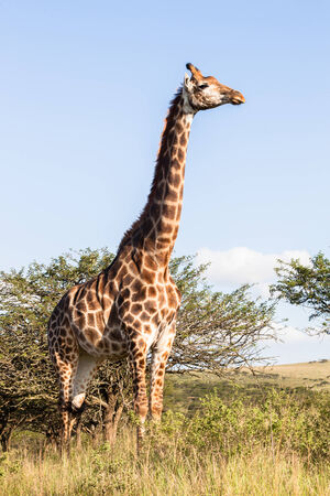 Giraffe in nature outdoor safari reserve park in Africaの写真素材
