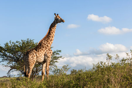 Giraffe in nature outdoor safari reserve park in Africaの写真素材