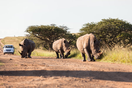 Rhinos in wildlife nature outdoor safari reserve park in Africaのeditorial素材
