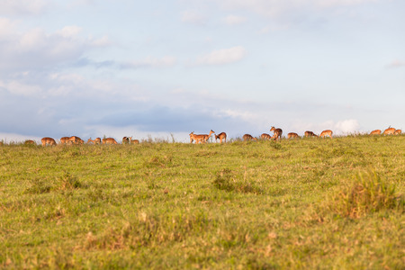 Buck animal herd on hillside in wildlife  nature outdoor safari reserve park in Africaの写真素材