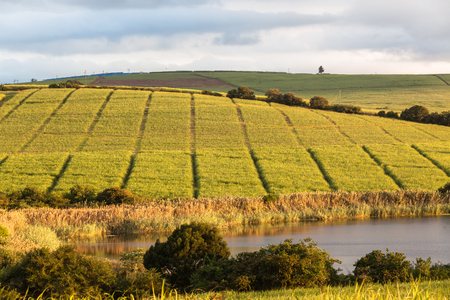 Farmlands in the peacefull countryside with lush crops and vegetation の写真素材