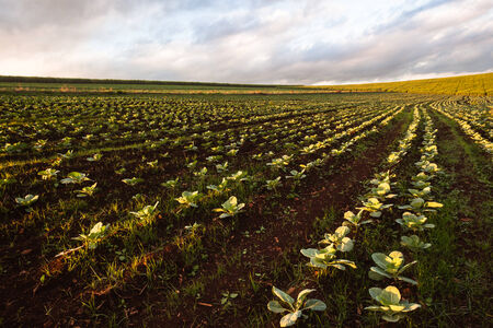 Farmlands vegetable crops in the peaceful countryside with lush crops and vegetation の写真素材