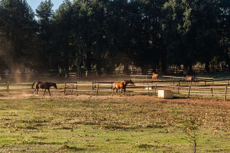 Horses grass, sand paddocks in afternoon colorの写真素材