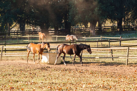 Horses in paddocks  afternoon colorの写真素材