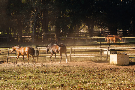 Horses in paddocks afternoon colorの写真素材