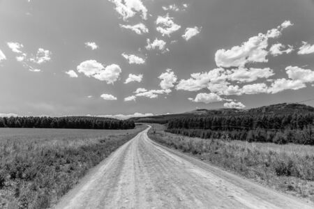 Dirt Road travels through forest tree plantations into the distant horizon in black white abstract contrasts with sky and cloud puffsの写真素材