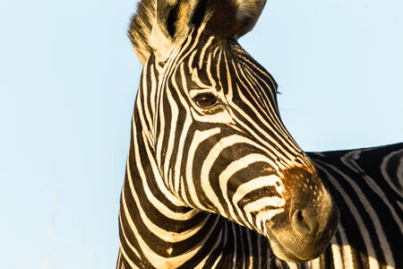 Wildlife animals in their habit wilderness reserves in herds over the rugged terrain の写真素材