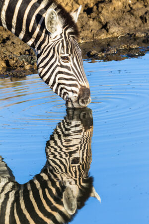 Zebra closeup drinking water double mirror reflections in wildlife park reserveの写真素材