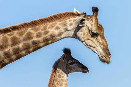 Giraffe mother touching affections protecting her calf animal in wildlife terrainの写真素材