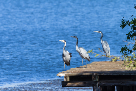 Birds grey heron species hunting fish in wetland lake waters habitat wilderness reserveの写真素材