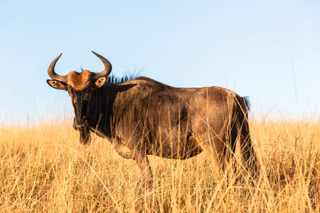Blue wildebeest wildlife animal in habitat wilderness reserves terrain 