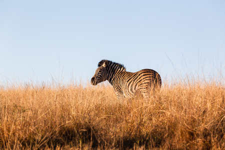 Zebra wildlife animal in habitat wilderness reserves in herds over the rugged terrain 
