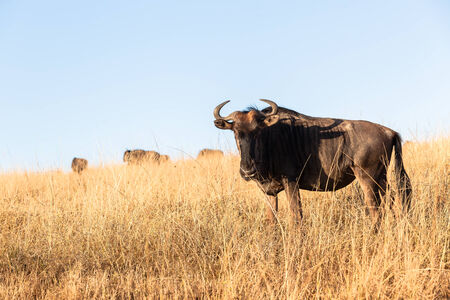 Blue wildebeest wildlife animal in habitat wilderness reserves terrain の写真素材