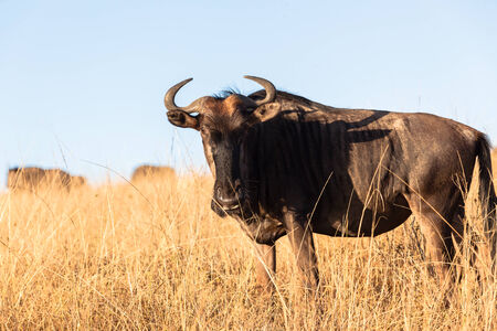Wildlife blue wildebeest animals in their habit wilderness reserves in winter blue skyの写真素材