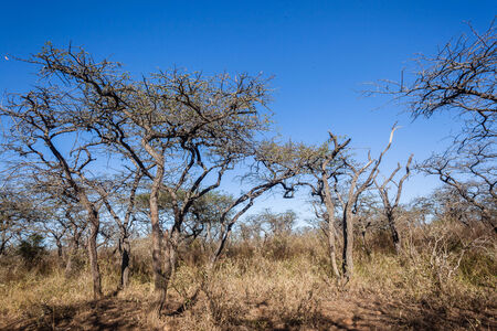 Wildlife animals in their habit wilderness reserves in herds over the rugged terrain の写真素材